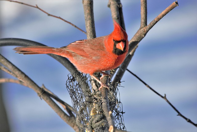 Top Small Bird Feeding Stations for UK Gardens