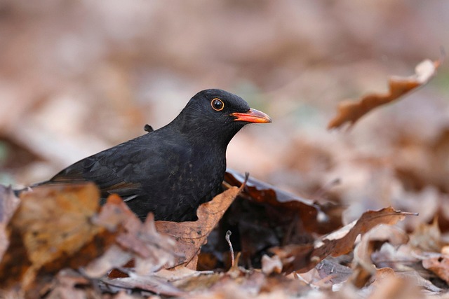 Optimise Your Feed: Ground Bird Feeder UK Guide