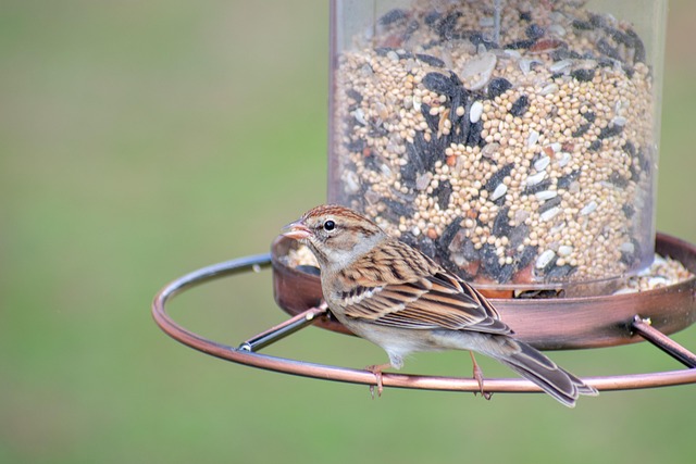 Attract Robins with a Mealworm Feeder UK Guide