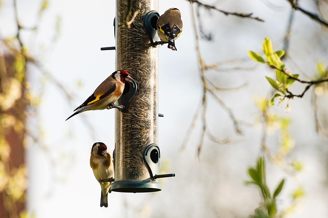 Elevate Your Garden: Hanging Bird Tables for Small Spaces