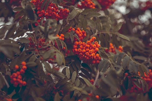 Nourish Autumn Birds: UK Feed Guide for Seasonal Thriving