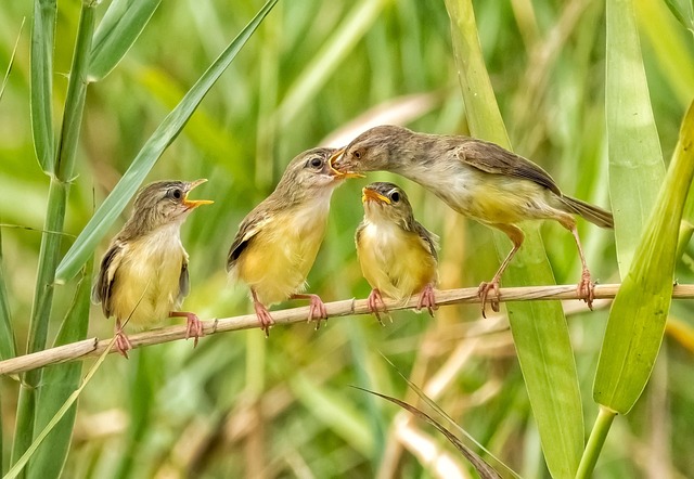 Summer Bird Feasting: Top UK Food Choices for Happy Birds