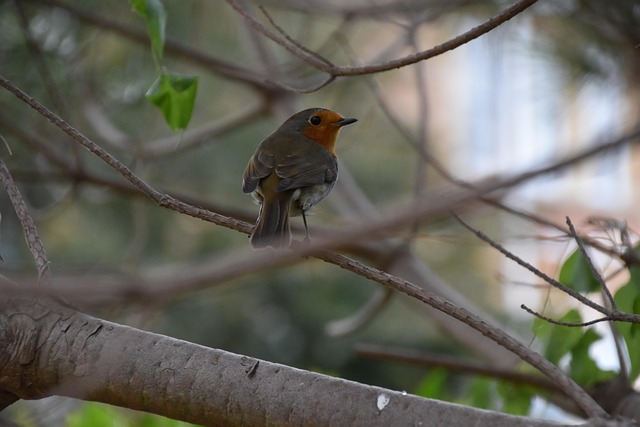Spring Bird Feeding: Attract Nature's Visitors with Essential Menu