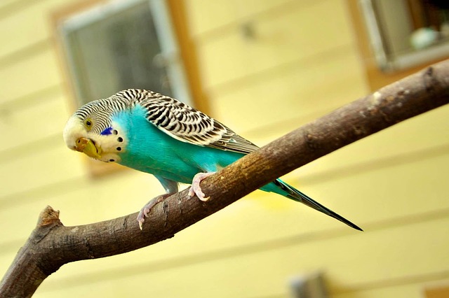 Attracting Garden Birds with Favourite Fruit and Seeds