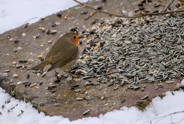 Nourish Winter Birds: Best Natural Feed &amp; Habitat Tips