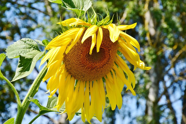 Sourcing Affordable Bulk Bird Seed in the UK