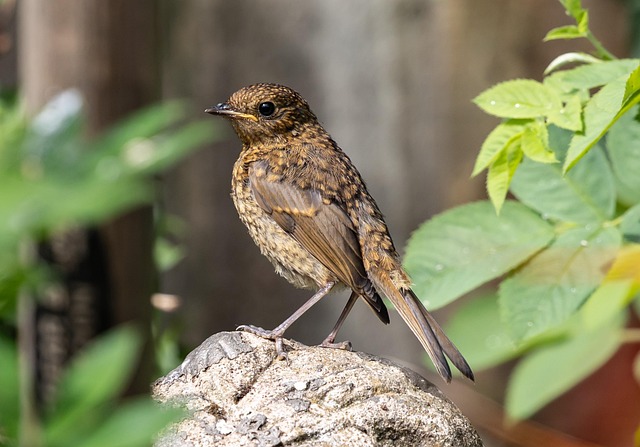 Nourishing Fledgling Birds: Natural Diet and Balanced Feedings