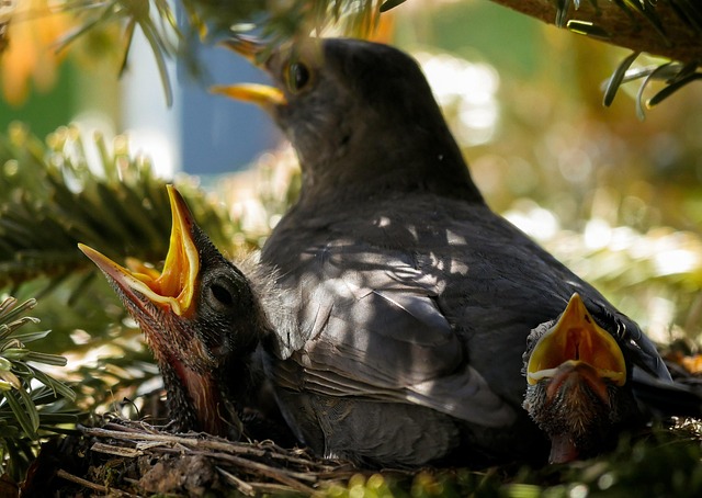 Nurturing Garden Birds: UK Favourite Foods for Optimal Health