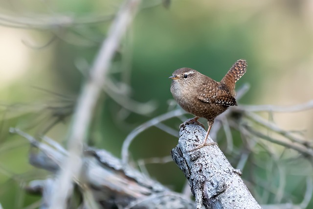 Attract &amp; Nourish Garden Birds with Top Seeds