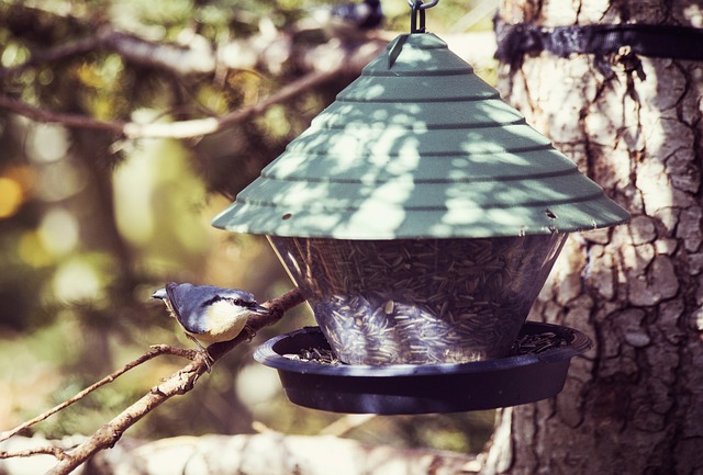 Elevate Your Birdwatching: Freestanding Feeder Tips for Wild Birds