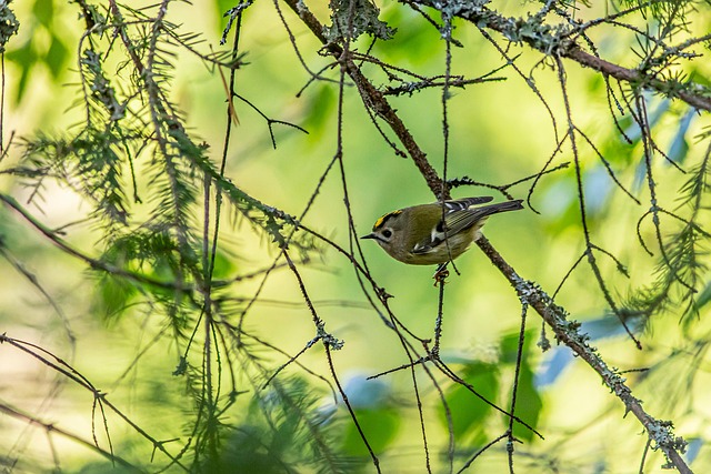 Mealworms: The Best Food for Nurturing Small Birds Healthily