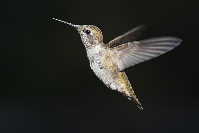 Summer Feasts: Nourishing Wild Birds' Dietary Needs