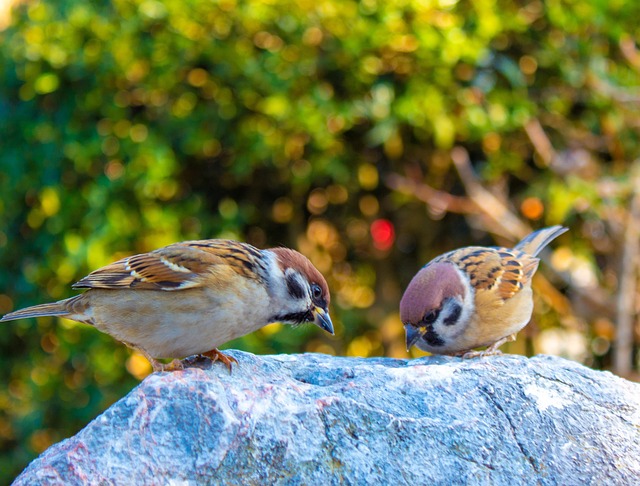 Attract Robins: Best Food Options for Year-Round Visits