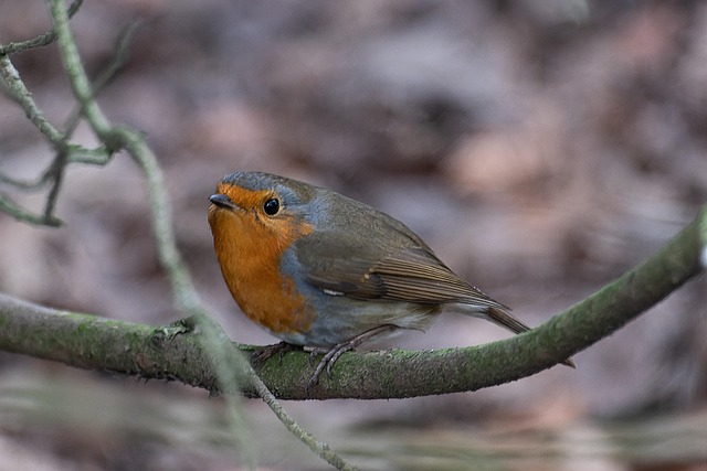 Attract Robins: Seed &amp; Fruit Mix for Happy Birds