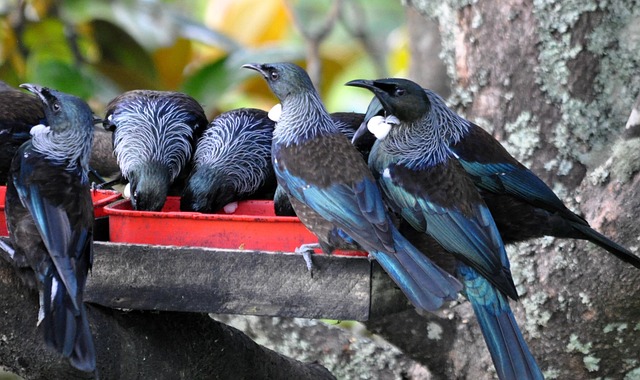 Pigeon-Proof Bird Feeders: Coexist and Protect Your Birds