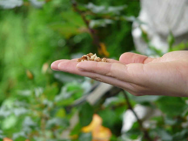 Feed Your Birds, Elevate Your Garden: Top UK Station &amp; Seeds, Free Shipping!