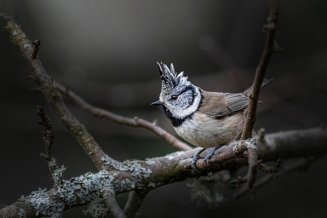 Pick Best Suet Pellets for Robin &amp; Tit Health