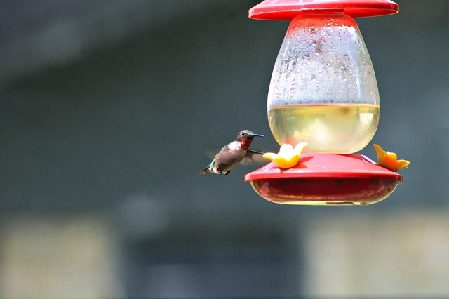 Mastering Squirrel Resistance: Top Cheap Bird Feeders