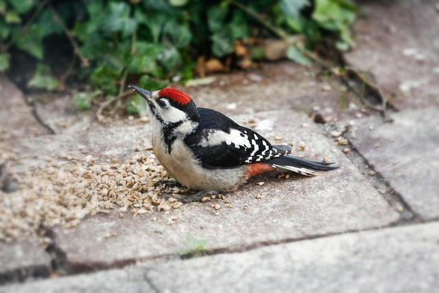 Maximise Bird Attractiveness: Bulk Wild Seed Mix Guide