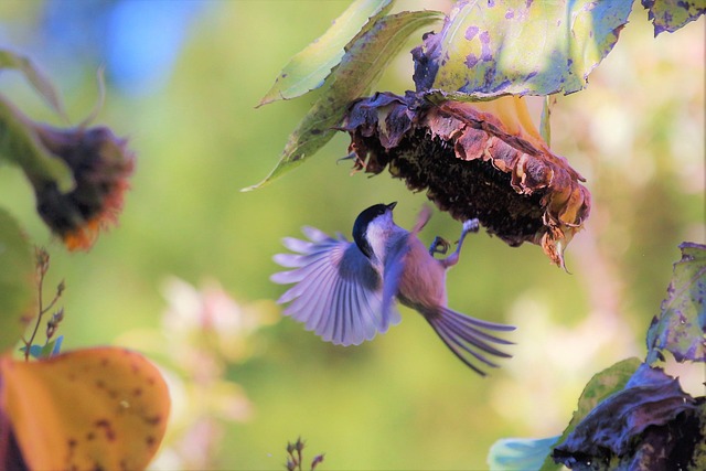 Attract &amp; Feed Small Birds: Best Mix Secrets Revealed