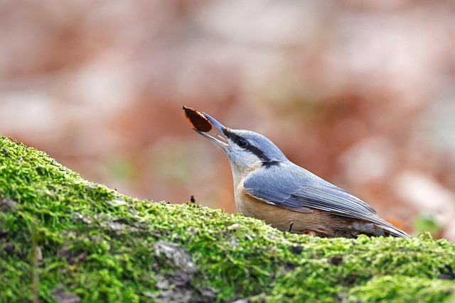 Crafting Optimal Bird Feed: Mix &amp; Buy Online