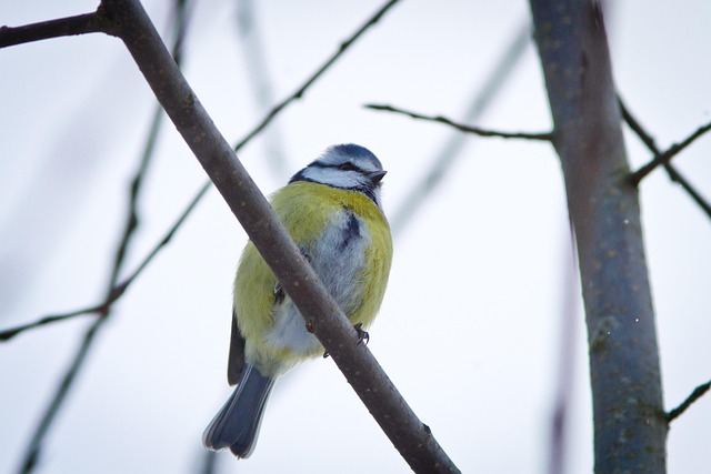 Hanging Bird Tables: Enhance Small Gardens with Feathered Friends