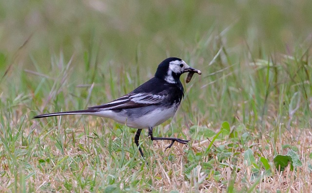 Natural Seasonal Suet Pellets with Mealworms for Birds