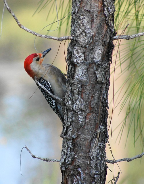 Comparing Suet Pellets: What Birds Eat to Thrive