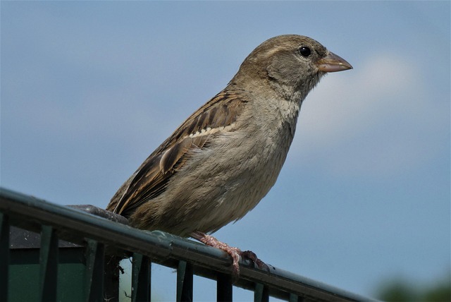 Discovering the Avian Wonders of the United Kingdom