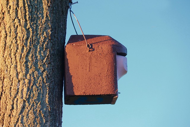 Seasonal Guide: When Do Birds Stop Nesting?