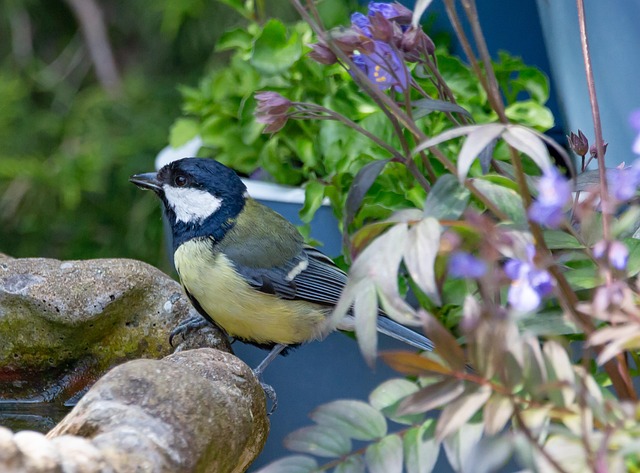 Unveiling Great Britain's Hidden Bird Treasures