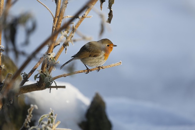 Unraveling Factors Behind Robin Lifespan: Environmental to Human Impact