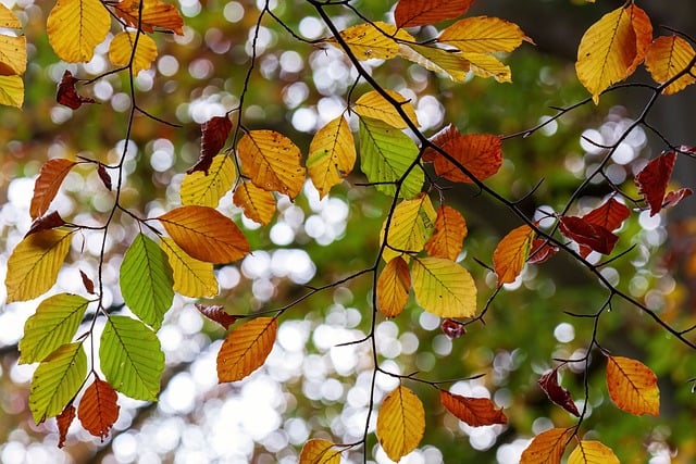 Unraveling Robin Lifespan: Nature's 2-Year Mystery Unveiled