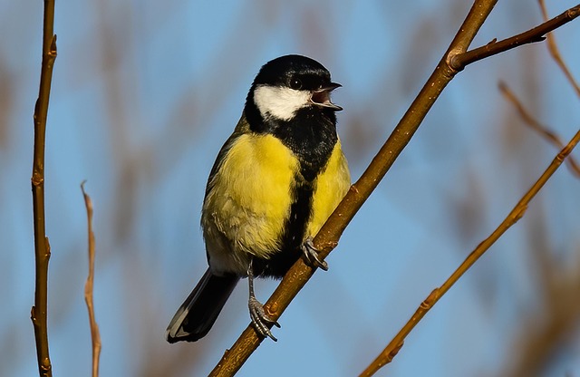 Crafting Ideal UK Garden Bird Feeding Stations