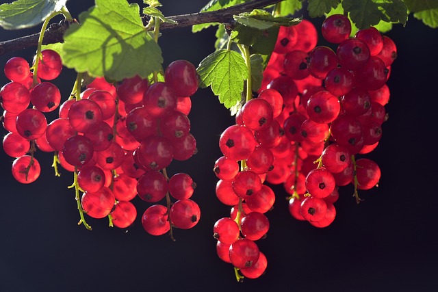 Feed Birds Autumn: Natural Mixes for Seasonal Attraction