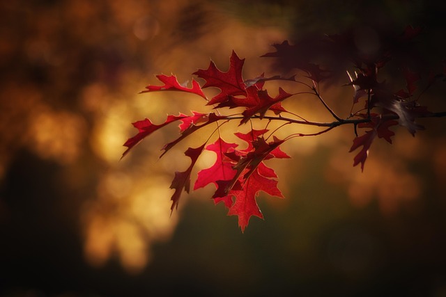 Feeding Birds in Autumn UK: Natural Foods &amp; Seasonal Tips