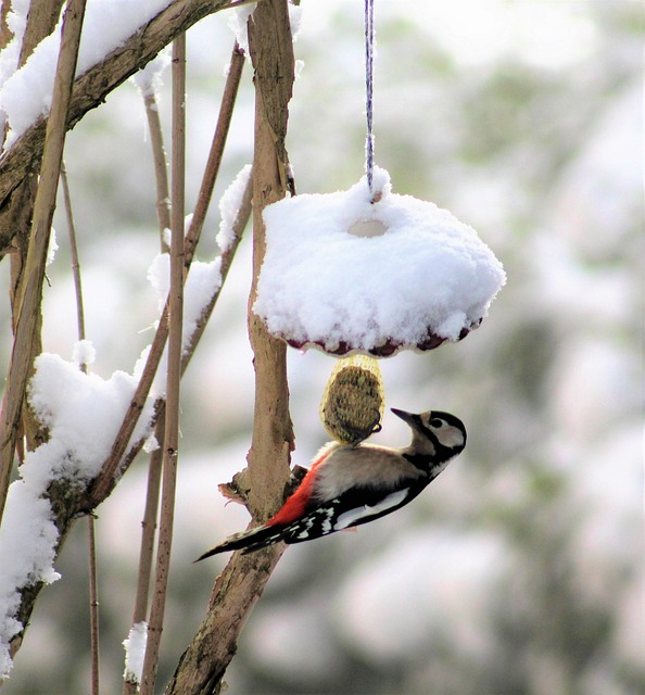 Winter Bird Feeding: UK Guide to Attracting Birds