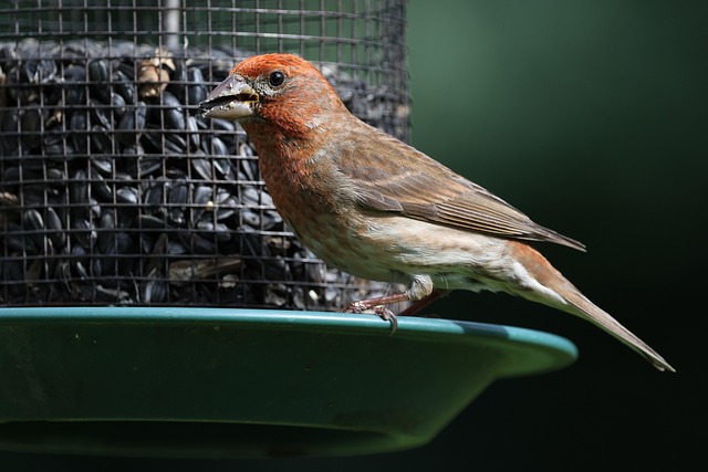 Ideal Finches' Diet: Top Seeds for Healthy Birds