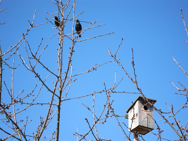 Summer Bird Feeding: UK Guide to Attract & Nourish Wildbirds