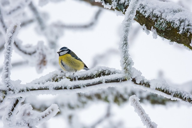 Winter Bird Feeding: Best Foods for UK Birds