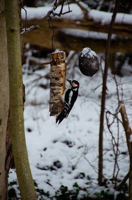 Nutritious Feeds for Garden Birds in the UK: Ultimate Guide