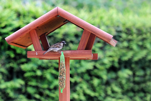 Deter Pigeons UK: Feed Small Birds Naturally