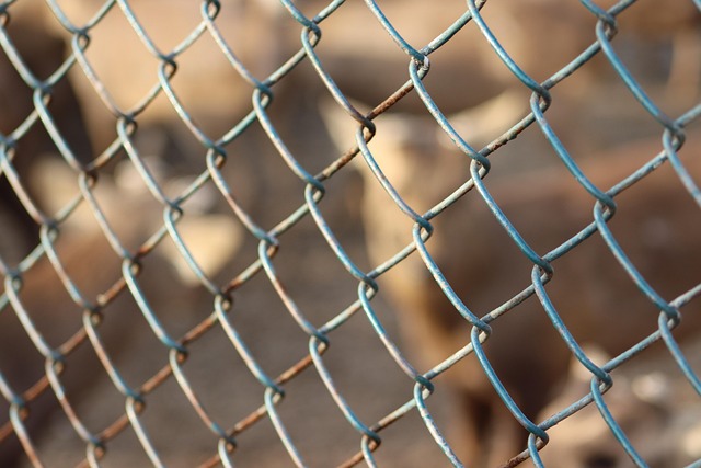 Durable Caged Feeder: Easy Access, Longevity for Mealworms