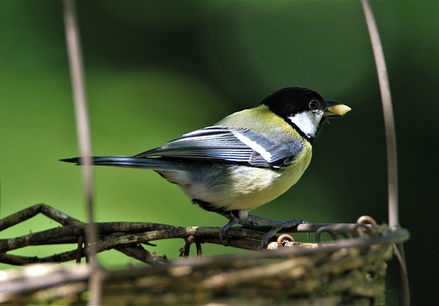 Keep Feeders Pigeon-Free: Tips for Small Bird Enthusiasts