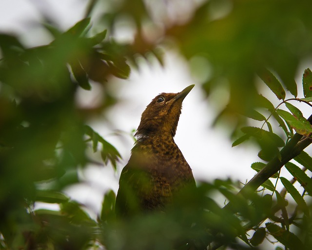 Mastering Ground Bird Feeder Use: Attract &amp; Care for Birds