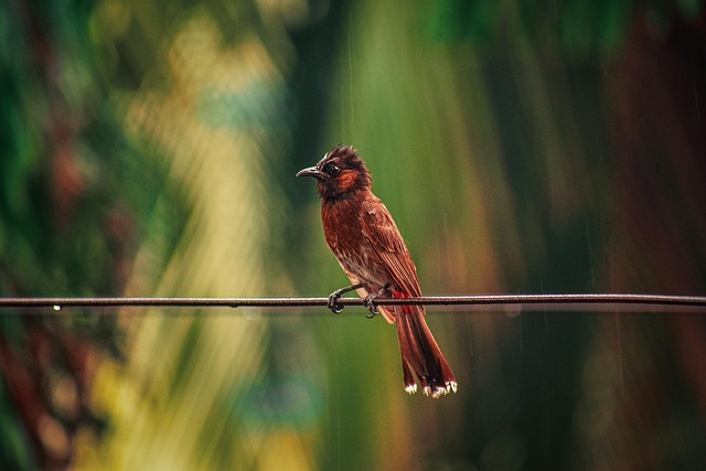 Safely Feed Birds Leftover Bread: Balanced Routine Guide