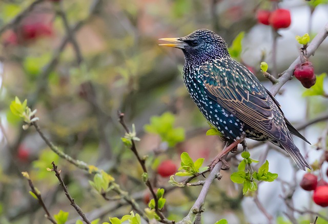 Attract Garden Birds: Nourish with Favoured Food &amp; Haven