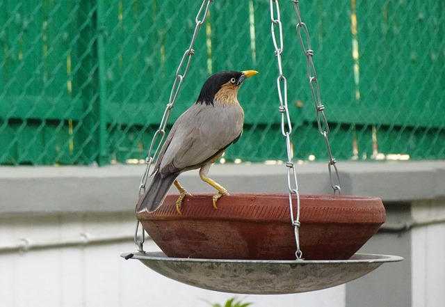 Summer Bird Feeding: Nourish and Attract with Natural Menu