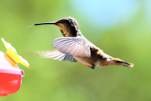 Nourishing Wild Birds: Best Food Options and Feeding Tips