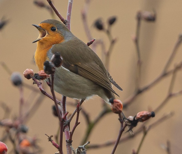 Feeding Robins: Natural Diet &amp; Safe Feeds Guide